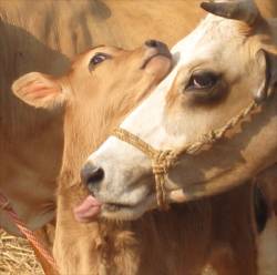 Cow service
