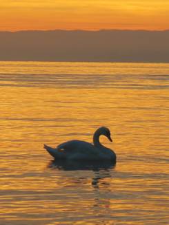 Hamsa - Swan