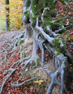 Roots